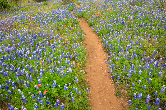 Biophilic;Bloom;Blossom;Blossoms;Blue;Botanical;Brown;Calm;Cool Colors;Cool Palette;Cool Tones;Flora;Floral;Flower;Floweret;Flowering;Flowers;Flowers & Plants;Green;Greens;Healing;Health care;Healthcare;Hiking Trail;Indian Paintbrush;Leaf;Nature;Pastoral;Path;Pathway;Petal;Plant;Sunlight;Sunshine;Tan;Texas;Texas Bluebonnet;United States;Walkway;Wildflower;biophilic design;biophilic interior design;bloom;botanicals;color;flora;floral;flower;green;landscape;leaves;oneness;peaceful;plants;restful;serene;soothing;sunlit;trail;tranquil;wildflower